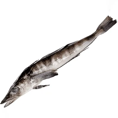 Ледяная рыба свежемороженая 100-300 гр купить в Москве по цене 1 246 руб. –  FROST FISH