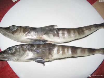 Рыба Ледяная / щуковидная белокровка - «Вкусная и полезная рыбка» | отзывы