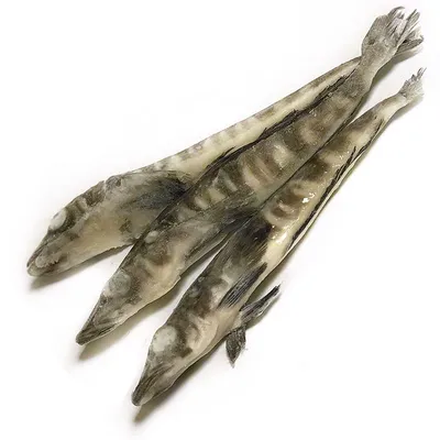 Доставка рыбы с производства on Instagram: \"Снова в наличии❄️ 🔵Ледяная рыба  является представителем редкого семейства. Это особь белокровного типа,  которая также называется «морской щукой». ⠀ ⠀🔴Мясо ледяной рыбы – это  деликатесный продукт