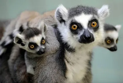 Мелкозубый лемур (лат. Lepilemur microdon) — вид лемуров из семейства  тонкотелых лемуров, обитающий на Мадагаскар… | Primates, Endangered species  photography, Lemur