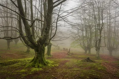 Сказочный и нереальный лес во Франции. Если бы это были не мои фотографии,  я бы сказал, что это Фотошоп... | RЯБИНИН | Дзен