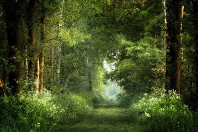 Красивый фон леса для Фотошопа - скачать бесплатно