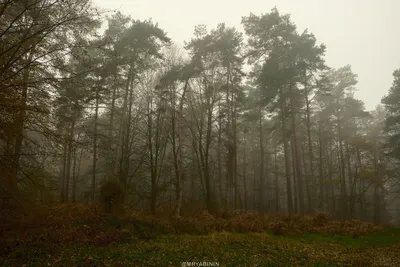Мистический лес без фотошопа