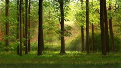 Фон леса для фотошопа - 80 фото