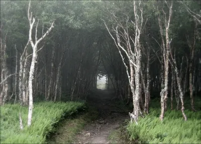 Направо лес, налево лес... | Пикабу