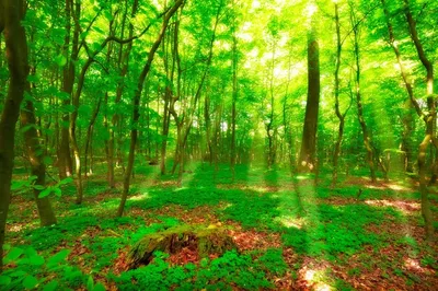 Создаём Волшебную Сцену Леса в Adobe Photoshop | Envato Tuts+
