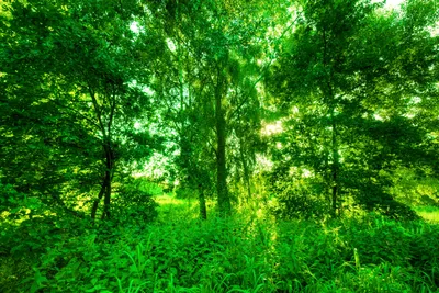 Фон леса для фотошопа (92 фото) » ФОНОВАЯ ГАЛЕРЕЯ КАТЕРИНЫ АСКВИТ