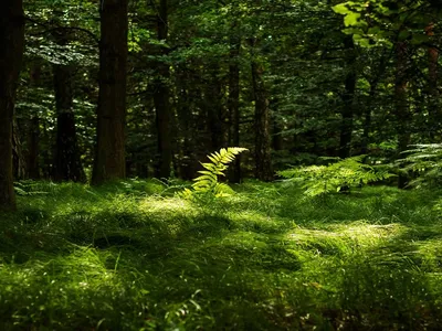 Лес летом - фото и картинки: 61 штук