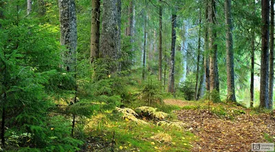Фото леса летом фото