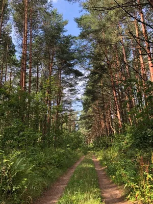 Русский лес летом - красивые фото
