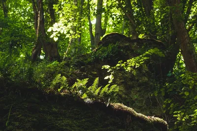Лиственные Леса Летом — стоковые фотографии и другие картинки Без людей -  Без людей, Возвышенность, Горизонтальный - iStock