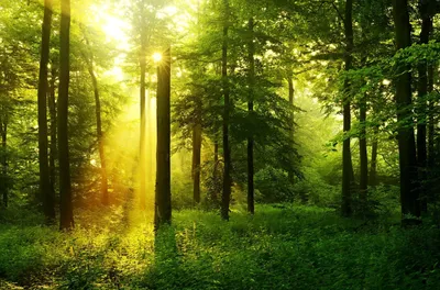 Красивый пейзаж леса летом стоковое фото. изображение насчитывающей никто -  195589760