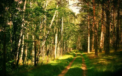 Сибирский лес летом — Фото №165477
