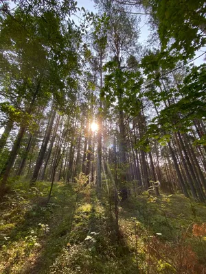 Ходить в леса можно только в 5 районах Беларуси - 25.06.2021, Sputnik  Беларусь