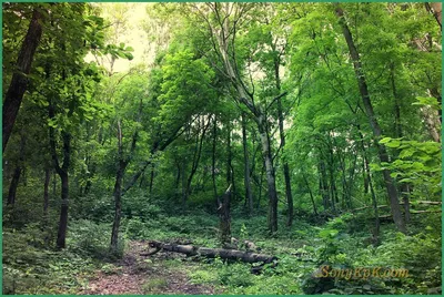Красивый лес летом (56 фото) - 56 фото