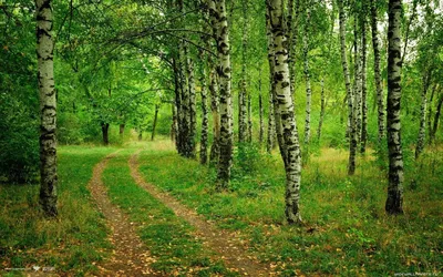 Посещать леса запретят в Воронежской области до конца лета
