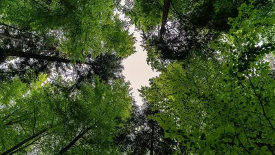 Большой Луг Среди Букового Леса Летом — стоковые фотографии и другие  картинки Без людей - Без людей, Большой, Буковое дерево - iStock