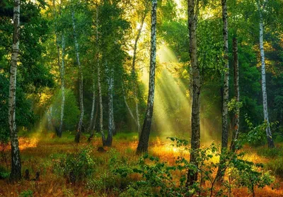 Бесплатное изображение: лес, дерево, природа, филиал, лист, лето