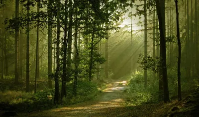 Обои Красивый лес, картинки - Обои для рабочего стола Красивый лес фото из  альбома: (природа)