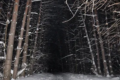 Ночью в зимнем лесу | Лес, Природа, Ночь
