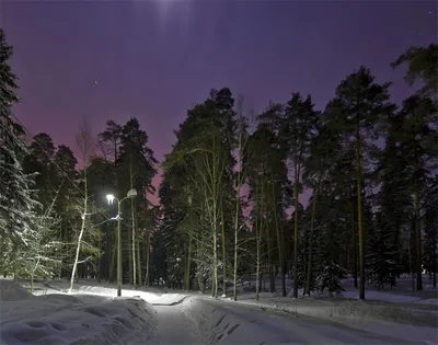 Ночной зимний лес (89 фото) - 89 фото
