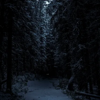 Фото жизнь - Pastor - Зима - Ночной лес