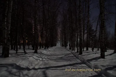 Как выжить ночью в зимнем лесу, часть 2 | Дневник веселого туриста | Дзен