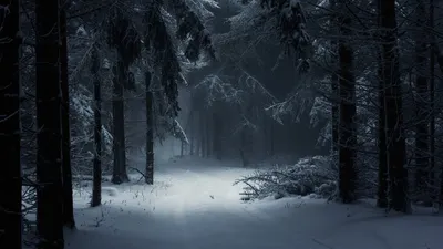 Ночной Подмосковный лес и Луна (полнолуние) зимой, 26.01.2013 г.