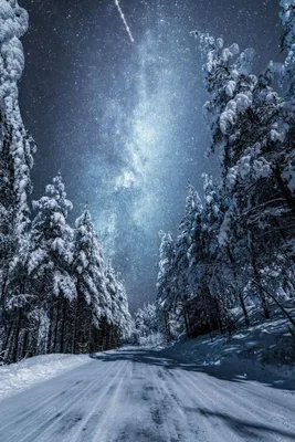 Фото леса ночью зимой фото