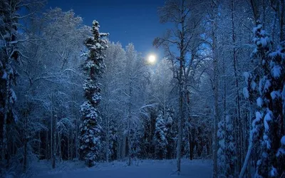 Скачать обои зима, лес, ночь, лиса, раздел природа в разрешении 1280x1024