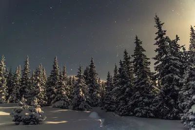 Лес зимой ночью (33 фото) - 33 фото