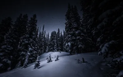 Кандалакша - зима 2002. Фото Ночной лес