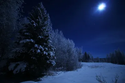 Хвойный лес зимой ночью на фоне …» — создано в Шедевруме