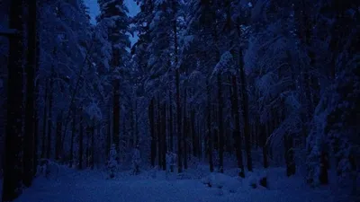 Ночь в зимнем лесу рисунок - 73 фото