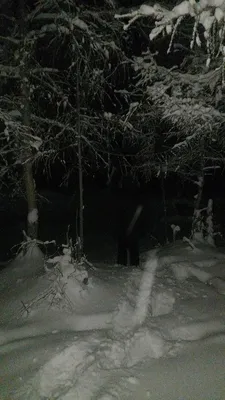 Мрачный лес зимой - 71 фото