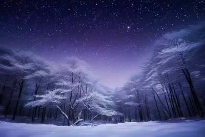 Темный лес зимой - 69 фото