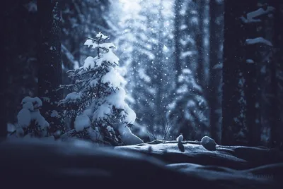 Загоренный лес зимой ночью стоковое фото. изображение насчитывающей сезон -  207480764