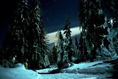 Ночь в лесу Неизведанный мир. Зима…» — создано в Шедевруме