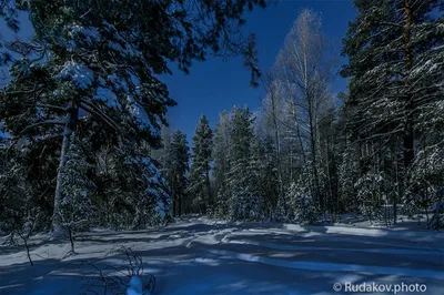 Ночь в зимнем лесу рисунок - 73 фото