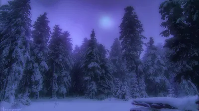 картинки : дерево, лес, гора, снег, зима, ночь, дом, горный хребет, Погода,  кемпинг, Пихта, время года, Деревьями, Ель, Замораживание, Древесное  растение, Образы общественного достояния 1920x1280 - - 911571 - красивые  картинки - PxHere