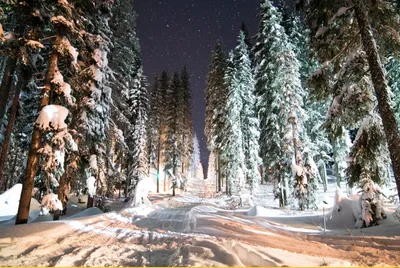 Зимний лес ночью - 76 фото