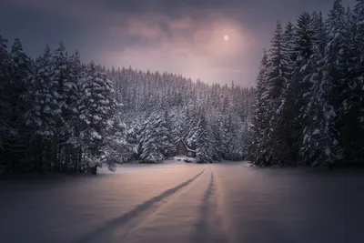 Зимний лес ночью | Премиум Фото