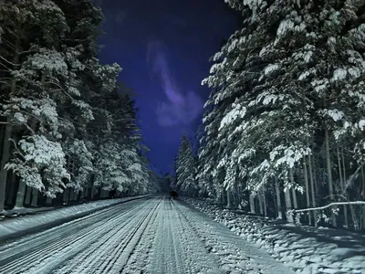 Зимний лес ночью обои - 48 фото