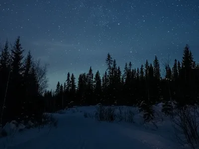 Красивый лес ночью - 69 фото