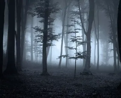 Фотообои Ночной лес в тумане артикул Fo-082 купить в Оренбург|;|9 |  интернет-магазин ArtFresco