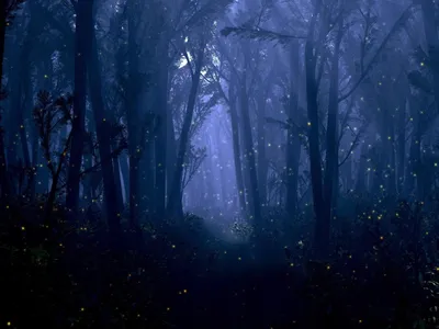 Темный густой лес ночью - 75 фото