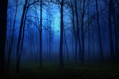 Картинка темный мрачный лес в тумане ночью обои на рабочий стол