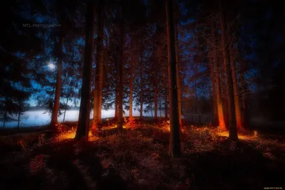 Лес ночью (140 фото) - 140 фото