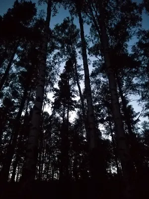 Ночной лес | Лес, Ночь