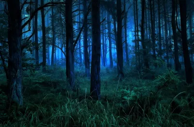 Ночной лес летом - фото и картинки: 32 штук